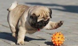 巴哥最新爆料视频,揭秘娱乐圈惊人内幕！